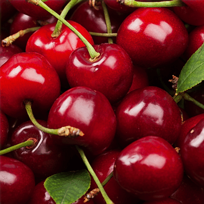 Kiraz Fidanı Napolyon 0900 Prunus Avium