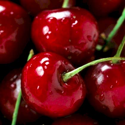 Kiraz Fidanı Napolyon 0900 Prunus Avium