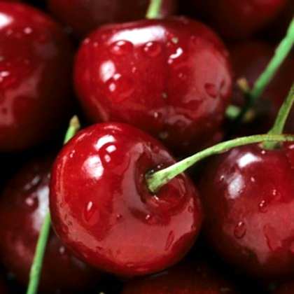 Kiraz Fidanı Napolyon 0900 Prunus Avium