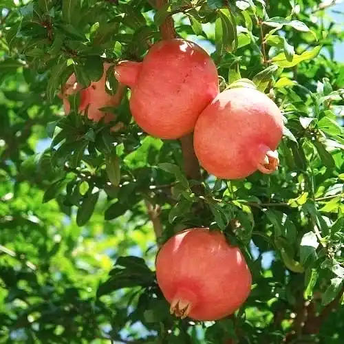 Çekirdeksiz Nar Fidanı