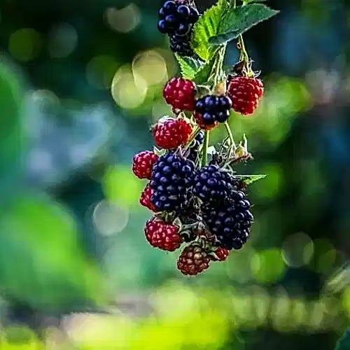 Dikensiz Böğürtlen Fidanı Arapaho Rubus