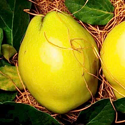Ekmek Ayvası Fidanı  Çok Sulu  Cydonia Oblonga
