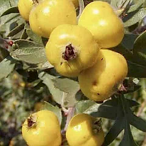 Bodur Alıç Fidanı