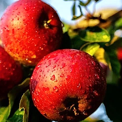 Kiku Fuji Elma Fidanı