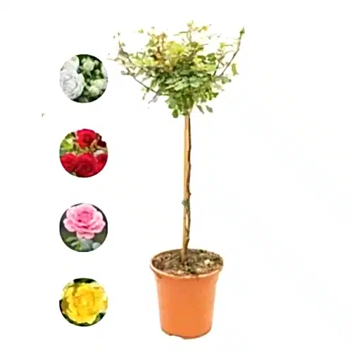 Baston Gülü Standart Roses