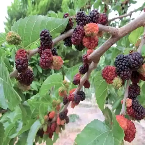 Urmu Dut Fidanı 40 cm