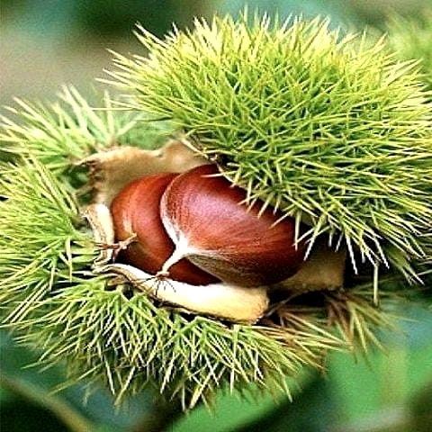 Şamaxı Kestane Fidanı