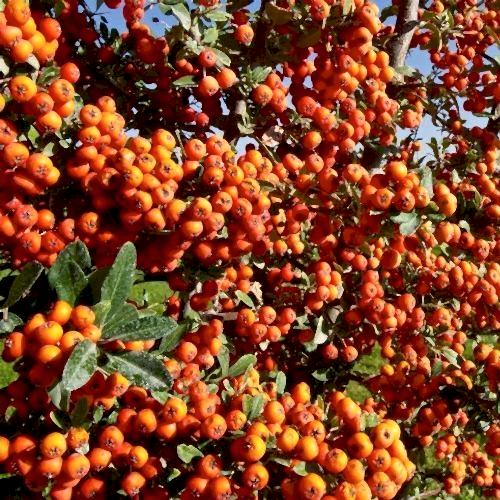 Uzun Ateş Dikeni Çiçeği 60 cm
