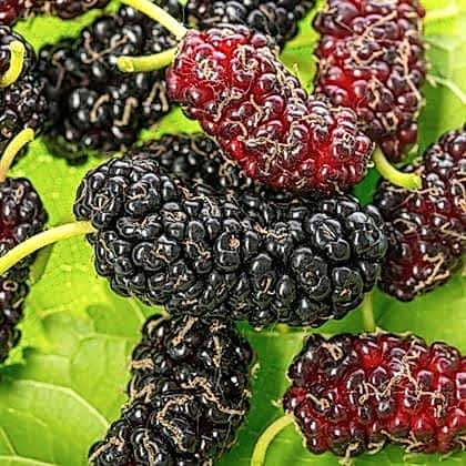 Avustralya Dut Fidanı