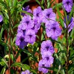 Meksika Petunyası Ruvelya Ruellia