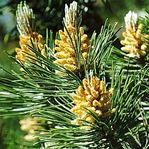 Fıstık Çamı Fidanı Pinus Pinea