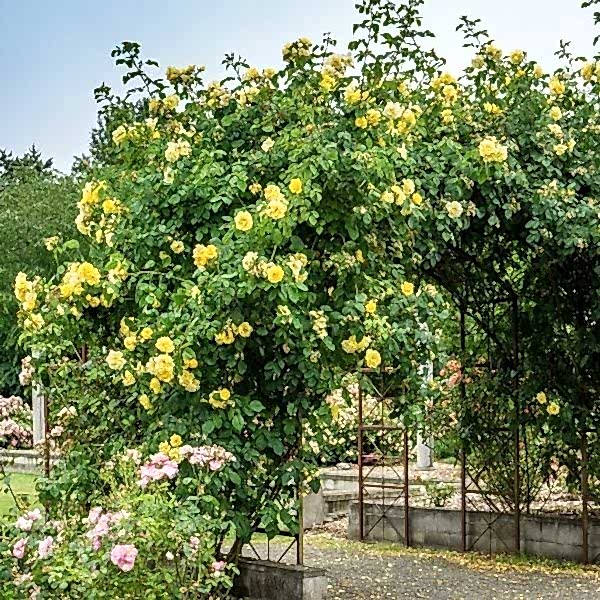 Golden Gate Çardak Sarmaşık Gül Fidanı