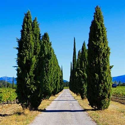 Kara Servi Fidanı Cupressus Sempervirens