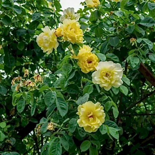 Perfect Yellow Çardak Sarmaşık Gül Fidanı