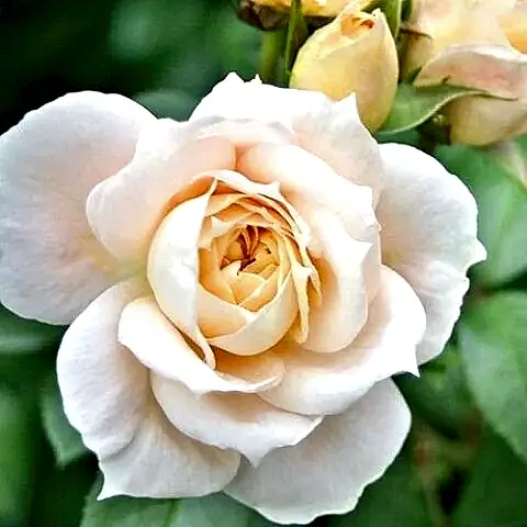 Lion Rose Gül Fidanı