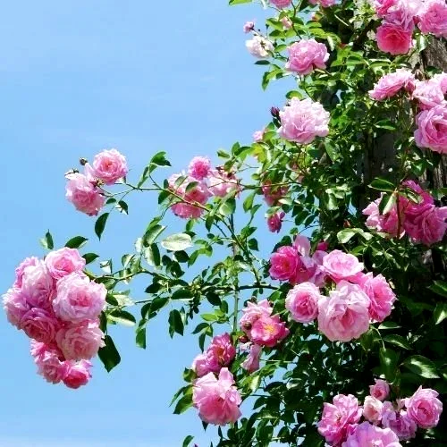 Pink Queen Çardak Sarmaşık Gül Fidanı