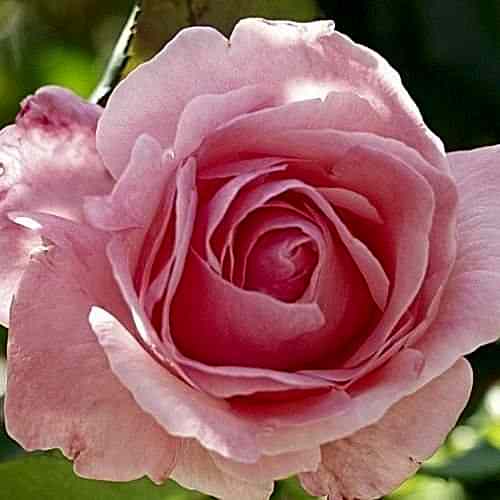 Sugar Pink Gül Fidanı
