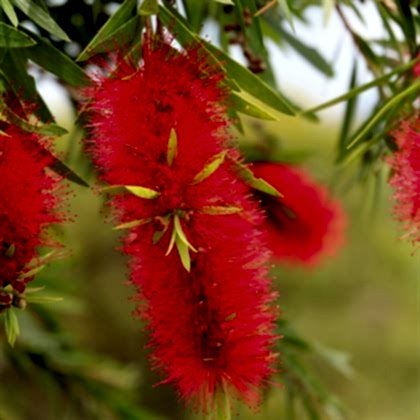 Kırmızı Fırça Çalısı Fidanı Callistemon