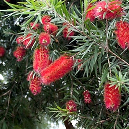 Kırmızı Fırça Çalısı Fidanı Callistemon