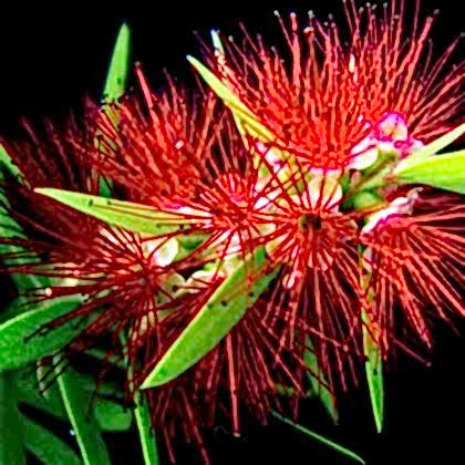 Kırmızı Fırça Çalısı Fidanı Callistemon