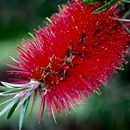 Kırmızı Fırça Çalısı Fidanı Callistemon