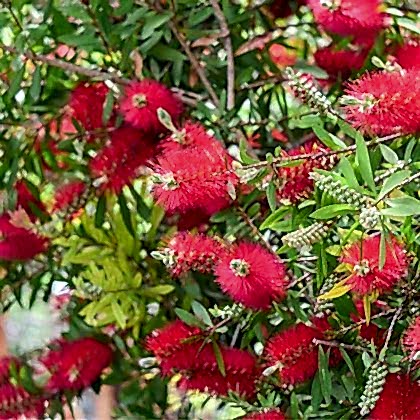 Kırmızı Fırça Çalısı Fidanı Callistemon