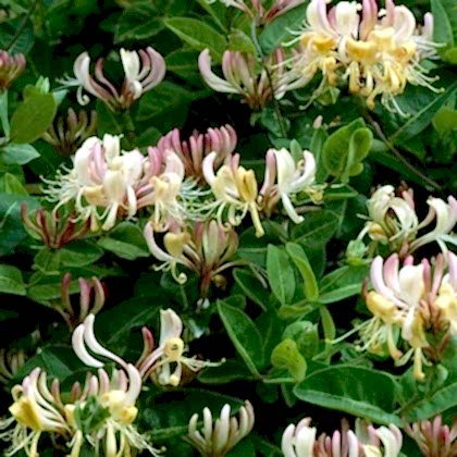 Kırmızı Hanımeli Çiçeği Lonicera Sempervivens