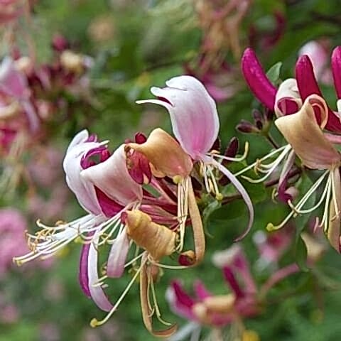 Kırmızı Hanımeli Çiçeği Lonicera Sempervivens