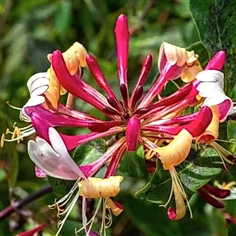Kırmızı Hanımeli Çiçeği Lonicera Sempervivens