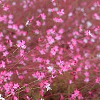 Gaura Çiçeği Gaura Lindheimeri
