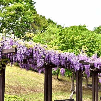 Mor Salkım Fidanı Çok Kokuludur Wisteria