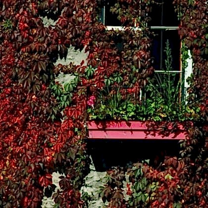 Amerikan Sarmaşığı Parthenocissus Quinquefolia