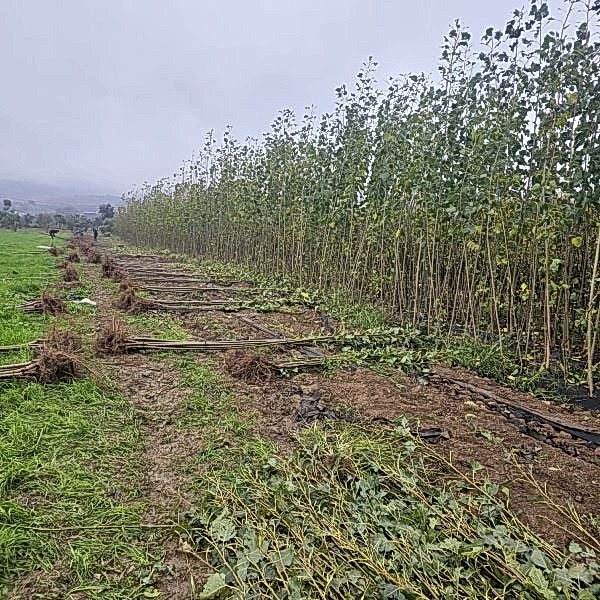 Açık Kök Kanada Kavağı Kavak Fidanı