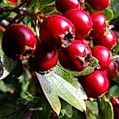 Alıç Fidanı Bol Şifalı Cinsten Crataegus Monogyna