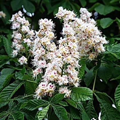 At Kestanesi Fidanı aesculus hippocastanum