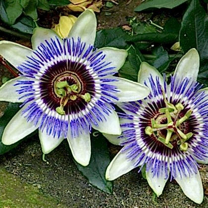 Çarkıfelek Sarmaşığı Saat Çiçeği  Passiflora Caerulea