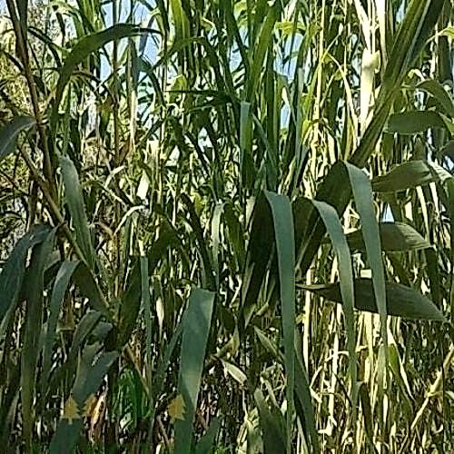 Yaş Kesilmiş Kargı Kamışı 150 cm 10 adet