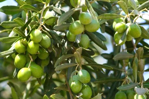 Gemlik Trilye Zeytin Fidanı