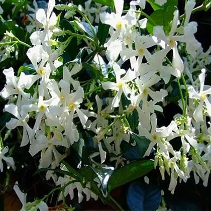 Arap Yasemini Kokulu