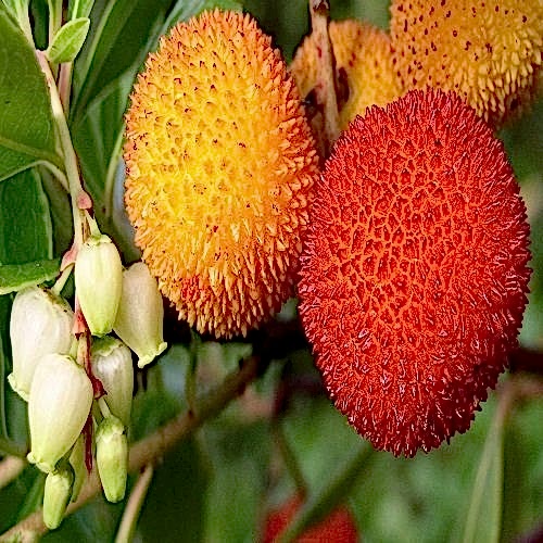 Dağ Çileği Koca Yemiş  Arbutus Unedo