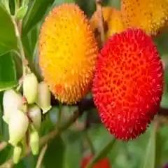 Dağ Çileği Koca Yemiş  Arbutus Unedo