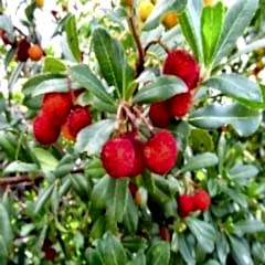 Dağ Çileği Koca Yemiş  Arbutus Unedo
