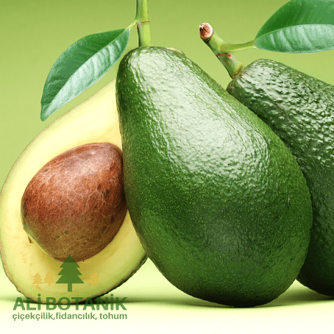 Avokado Fidanı alligator pirum