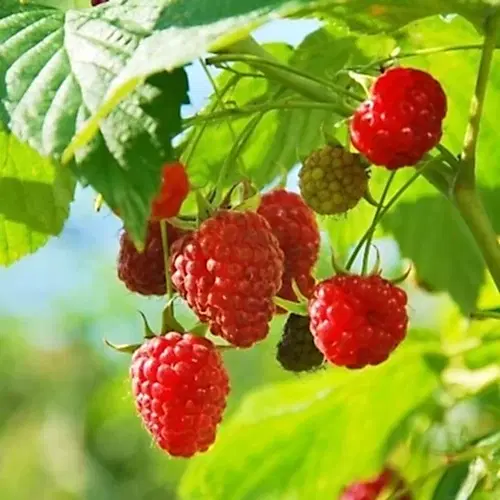 Kırmızı Ahududu - Frambuaz Fidanı Rubus İdaeus