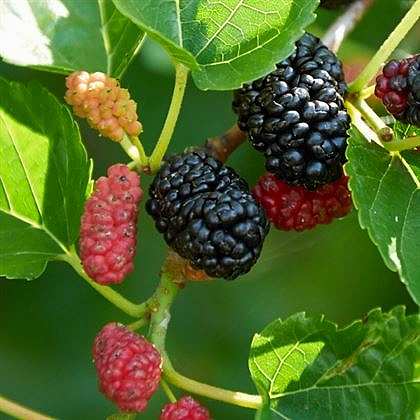 Ekşi Karadut Fidanı Rubus İdaeeus