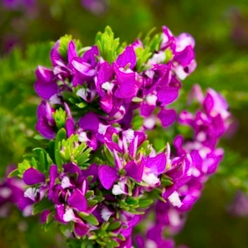 Poligala Çiçeği - Süt Otu Polygala Myrtifolia