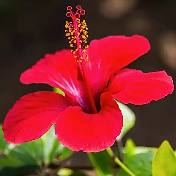 Japon Gülü Hibiscus Rosa Sinensis
