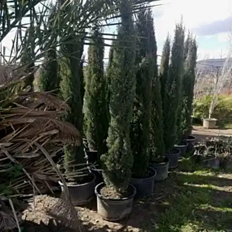Kalem Sütun Servi Cupressus