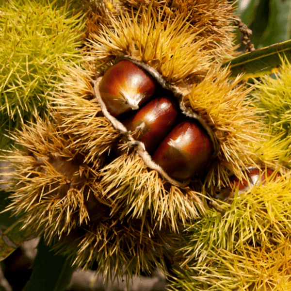 Siyah Kestane Fidanı Castanea Sativa