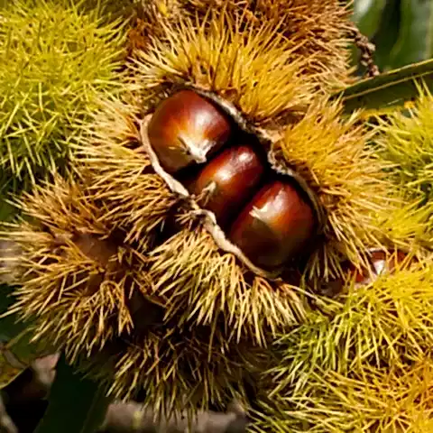 Siyah Kestane Fidanı Castanea Sativa